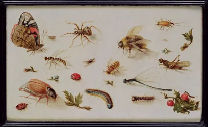 A Study of Insects